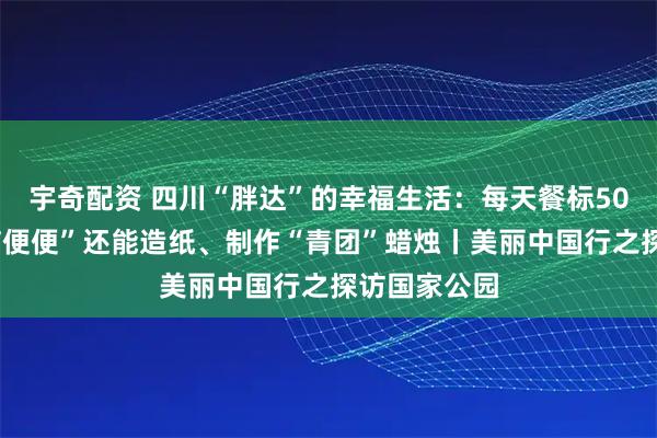 宇奇配资 四川“胖达”的幸福生活：每天餐标500元，“熊猫便便”还能造纸、制作“青团”蜡烛丨美丽中国行之探访国家公园